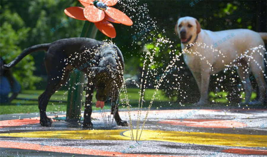 狗狗戲水樂園